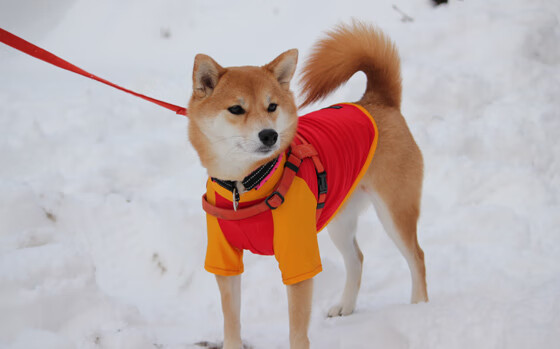 外援政策调整影响联赛竞争平衡,外援项目