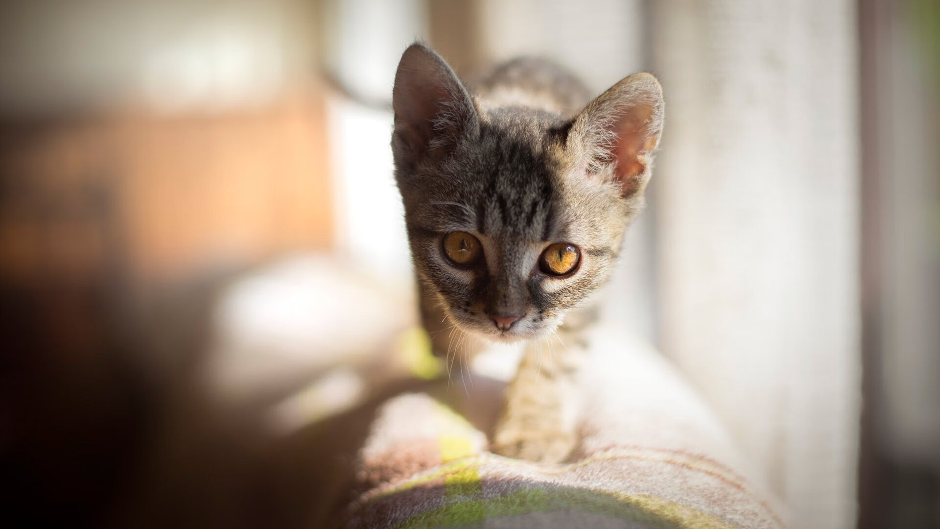 开云在线登入-尤文图斯攻守转换更加流畅高效，尤文图斯转出球员