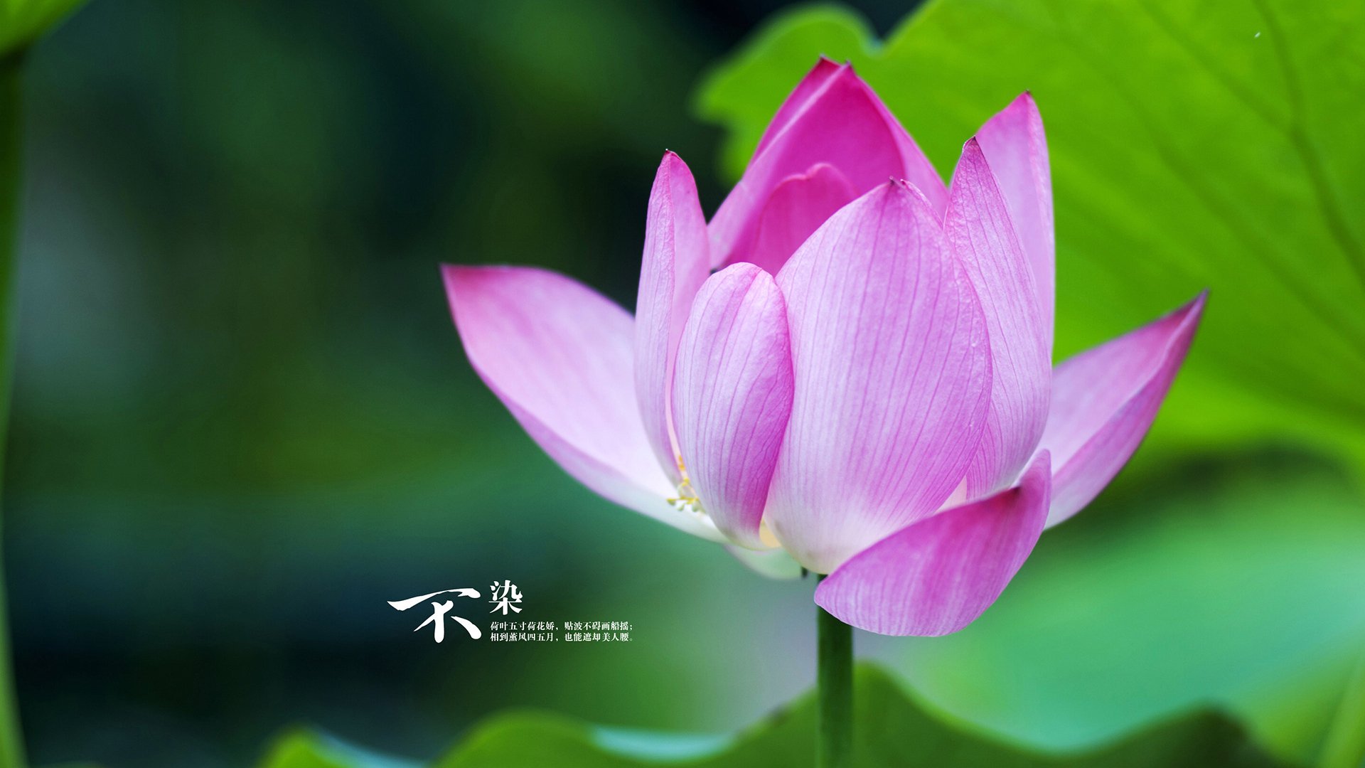 里昂边锋插上拉扯出巨大进攻空间，里昂集锦