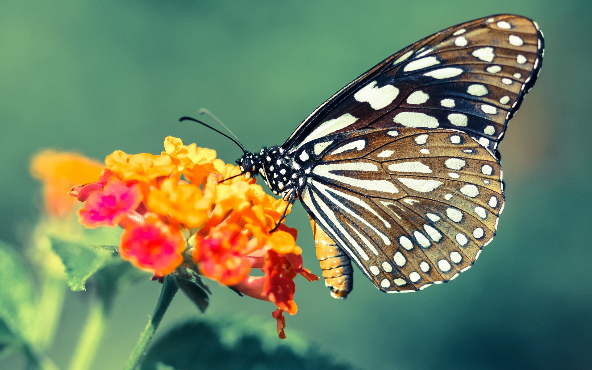 青年军崛起新一代挑战者势不可挡,青年军序列