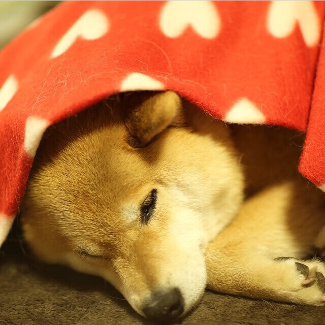 高节奏防守中如何保持对位准确率，如何防守节奏好速度快的人