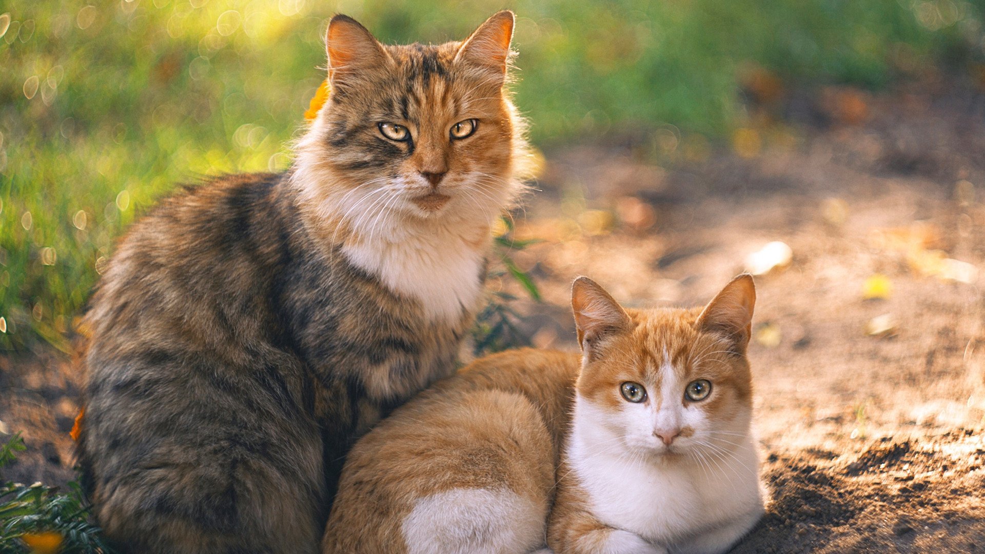弗朗索瓦·斯图尔特：稳定的表现让南非队在关键时刻保持冷静，弗朗索瓦丝