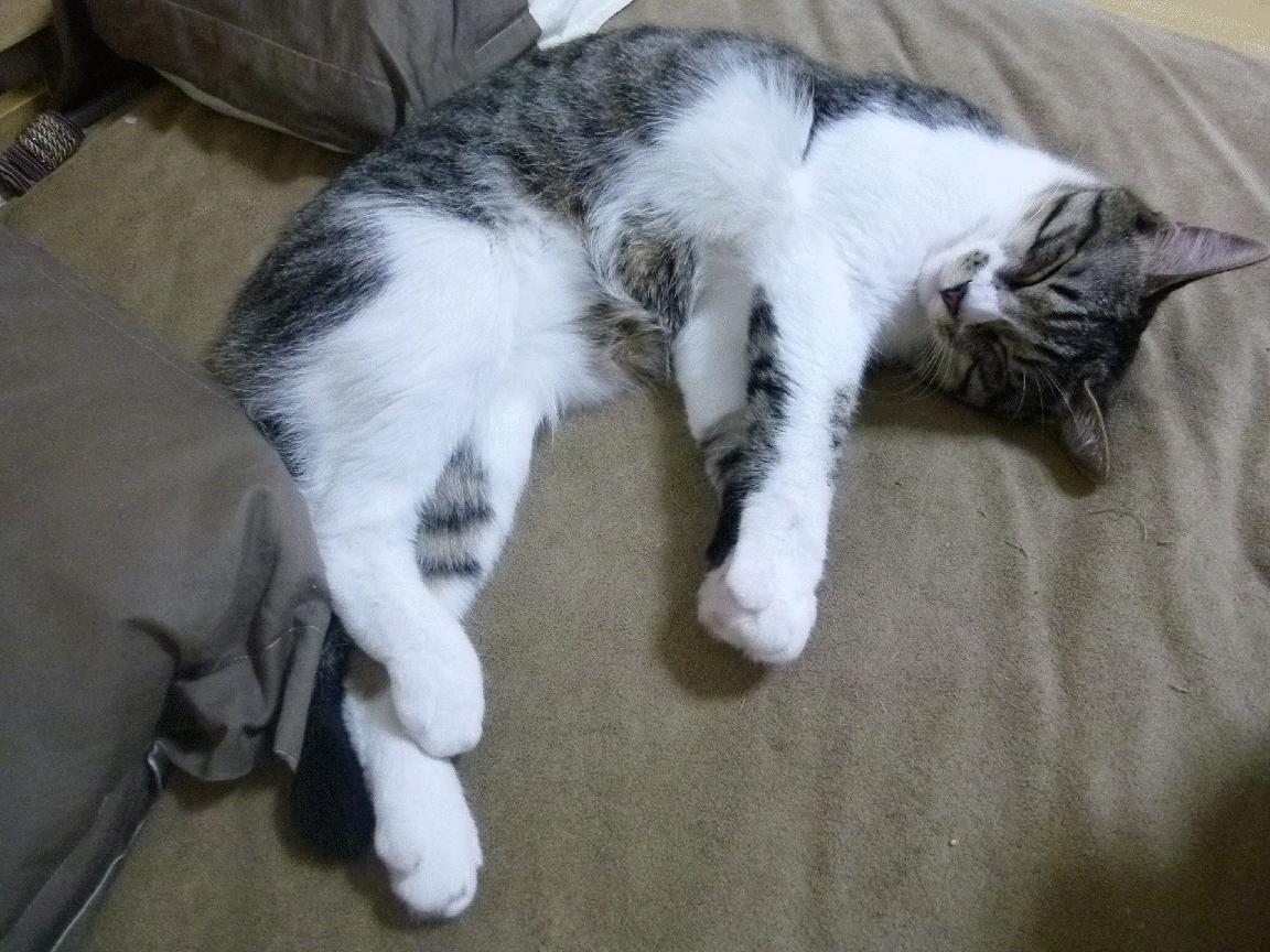 德甲战文化：速度与力量的极致结合，德甲冲刺速度