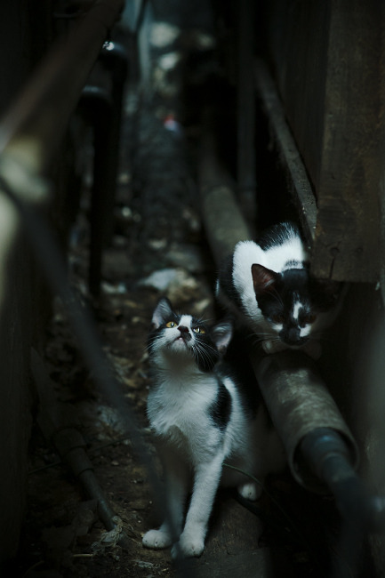 张雨霏社交平台互动回应网友提问，张雨霏霸气回应