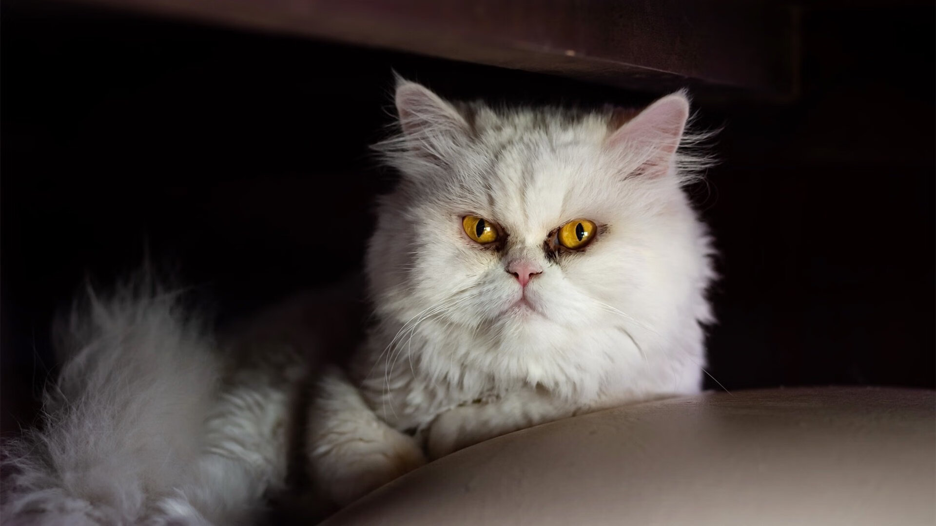 温斯坦展现冠军气质 决赛发挥均衡，温斯坦强度指标